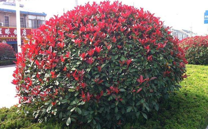 花箱植物 红色石楠